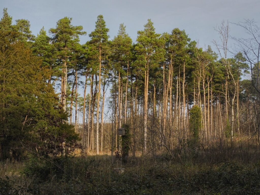 Photo Nature retreat